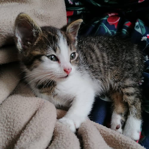 Koty ze schroniska do adopcji Krawat