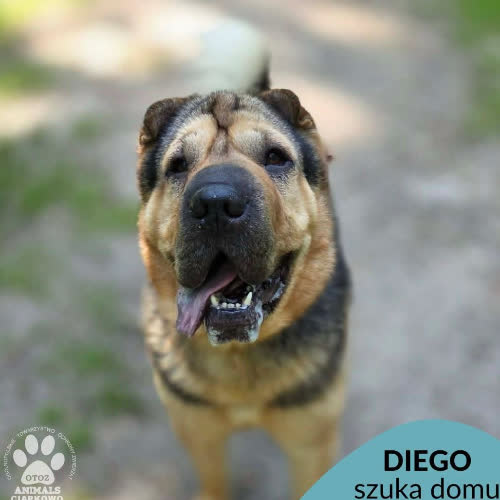 Diego