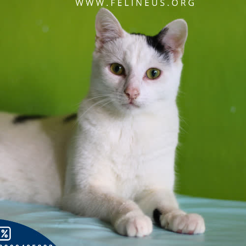 Koty ze schroniska do adopcji Kier