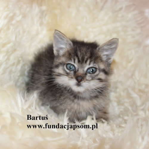 Koty ze schroniska do adopcji Bartuś