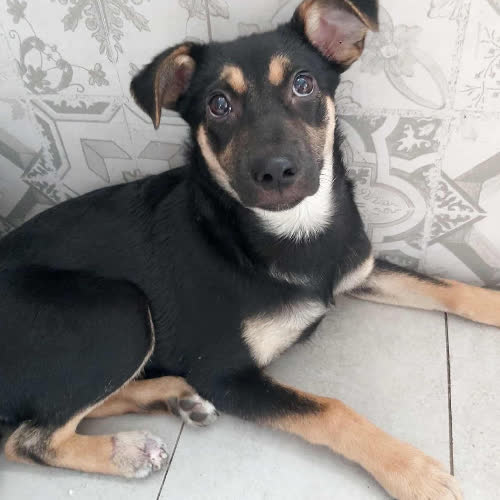 Psy ze schroniska do adopcji Figa