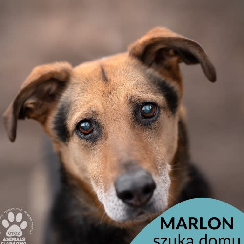 Psy ze schroniska do adopcji Marlon