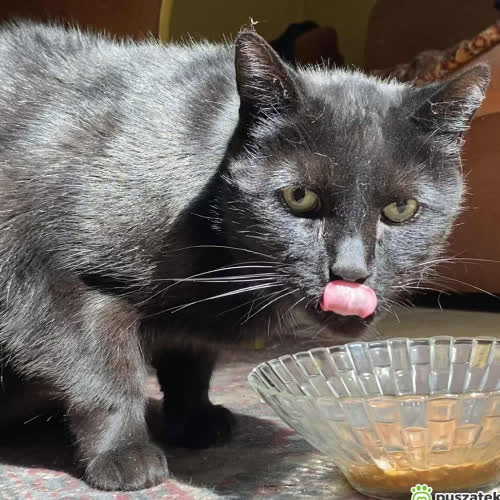 Koty ze schroniska do adopcji Kotek