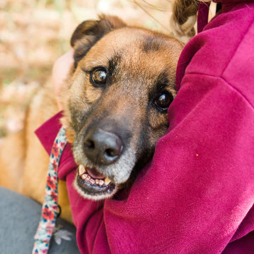 Psy ze schroniska do adopcji Skalpel