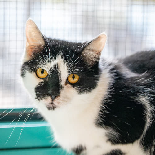 Koty ze schroniska do adopcji Sisi