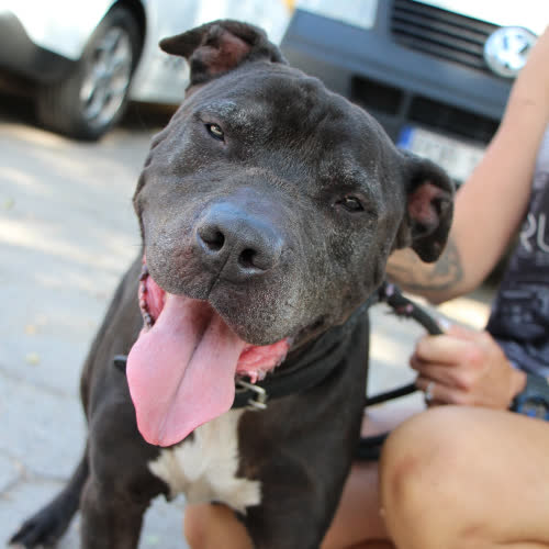 Psy ze schroniska do adopcji Rino