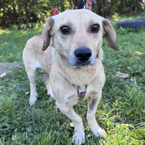 Psy ze schroniska do adopcji Klonuś