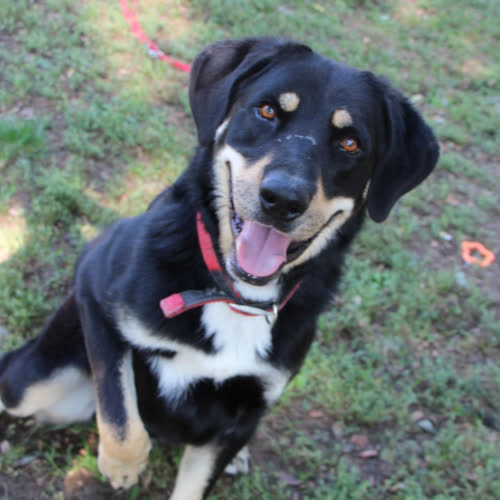 Psy ze schroniska do adopcji Tobiś 