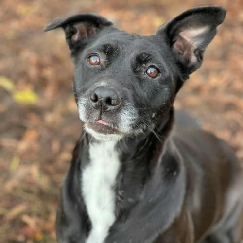 Psy ze schroniska do adopcji Lusia