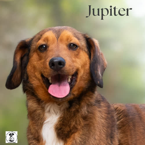 Przytulas Jupiter 