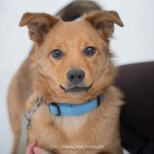 Psy ze schroniska do adopcji TYMUŚ