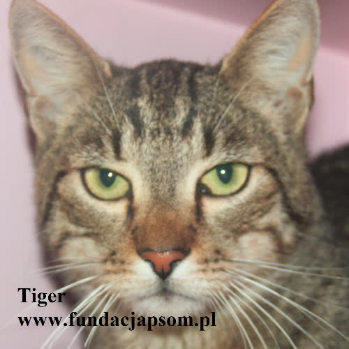 Koty ze schroniska do adopcji Tiger