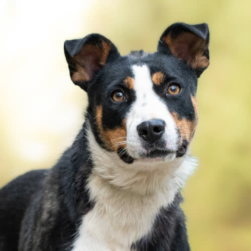 Psy ze schroniska do adopcji Wrażliwa ISSA 
