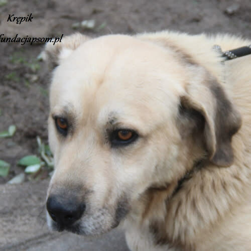 Psy ze schroniska do adopcji Krępik