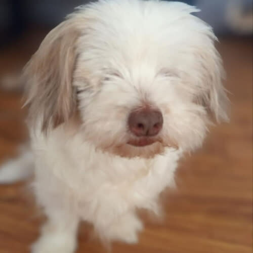 Psy ze schroniska do adopcji Minni