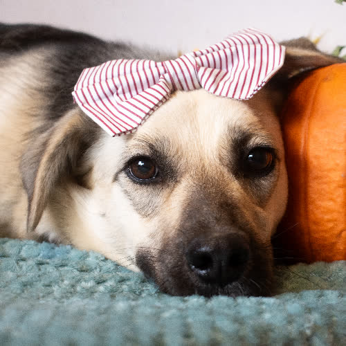 Psy ze schroniska do adopcji BAJKA