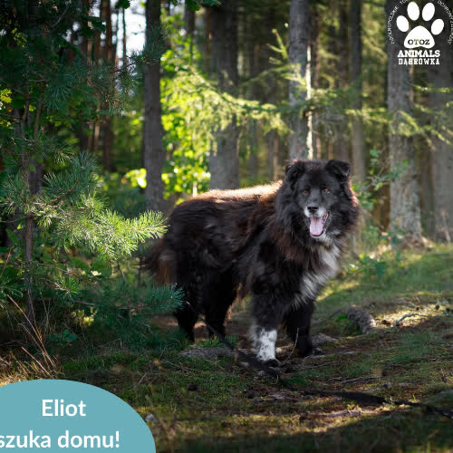 Psy ze schroniska do adopcji Eliot