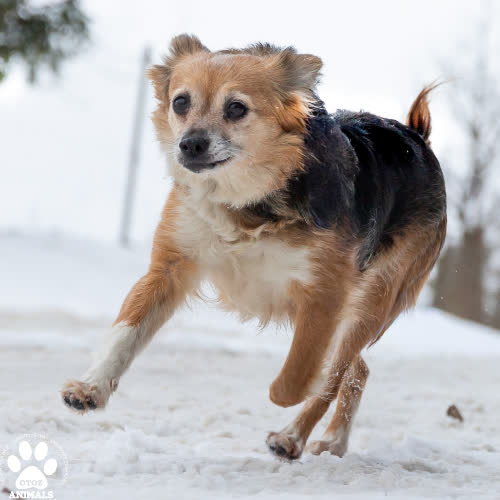 Psy ze schroniska do adopcji Perełka