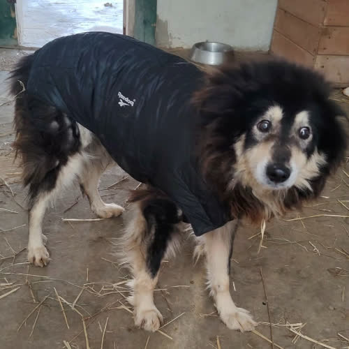 Psy ze schroniska do adopcji Waldi 