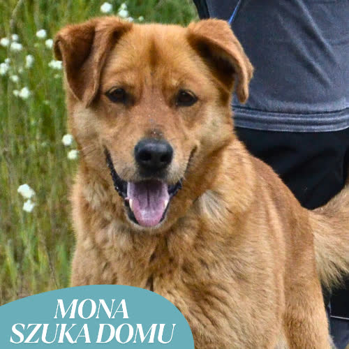 Psy ze schroniska do adopcji MONA