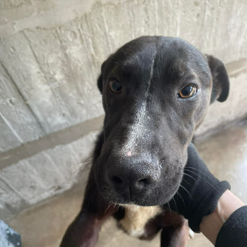 Psy ze schroniska do adopcji Klimat szczeniak