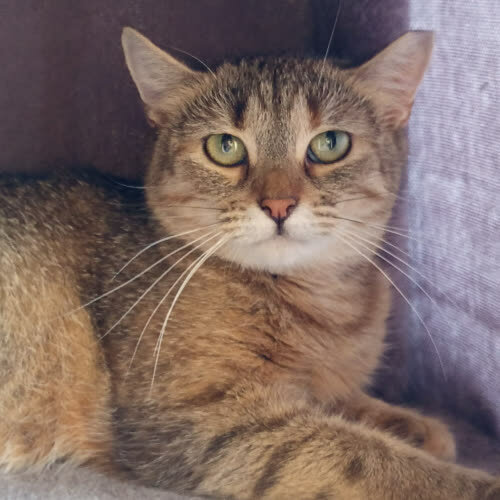 Koty ze schroniska do adopcji Jola