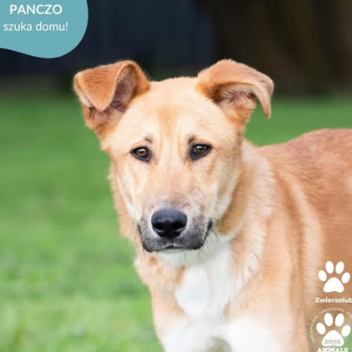 Psy ze schroniska do adopcji PANCZO
