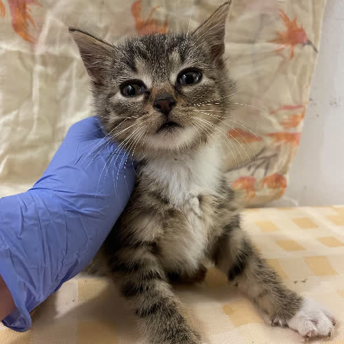 Koty ze schroniska do adopcji Florek