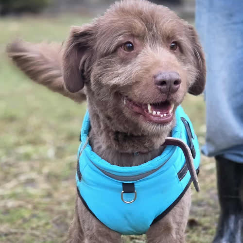 Psy ze schroniska do adopcji Igloo