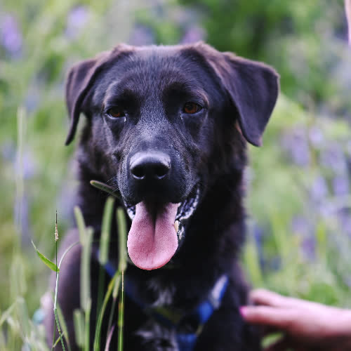 Psy ze schroniska do adopcji Kenzo