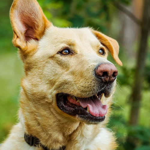 Psy ze schroniska do adopcji Scooby