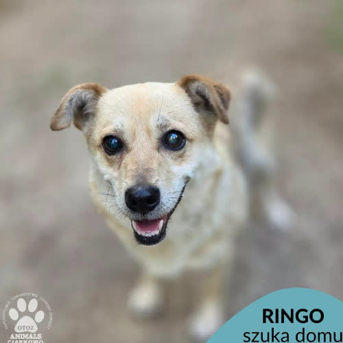 Ringo