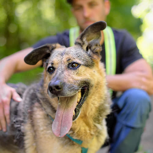 Psy ze schroniska do adopcji Tobiasz