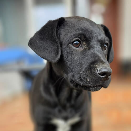 Psy ze schroniska do adopcji Serek REZERWACJA