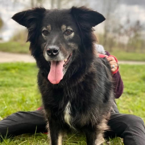 Psy ze schroniska do adopcji 