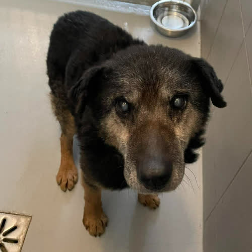 Psy ze schroniska do adopcji Elvis