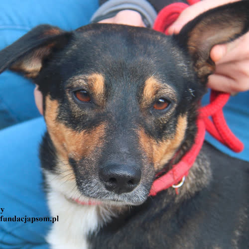 Psy ze schroniska do adopcji Scooby