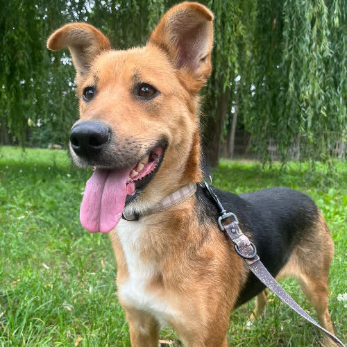 Psy ze schroniska do adopcji Perła 