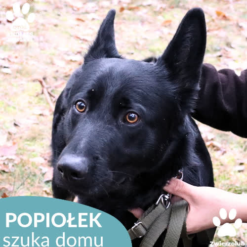 Psy ze schroniska do adopcji Popiołek