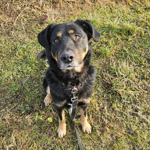 Psy ze schroniska do adopcji Pluto