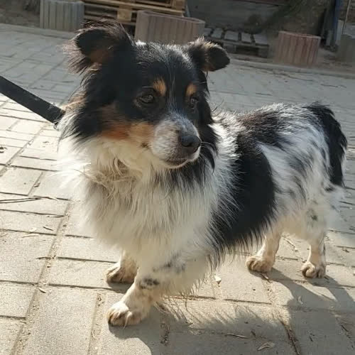 Psy ze schroniska do adopcji ZINC
