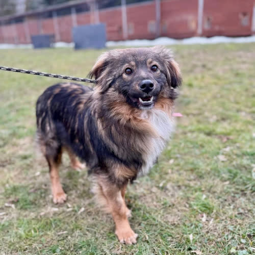 Psy ze schroniska do adopcji Bambi