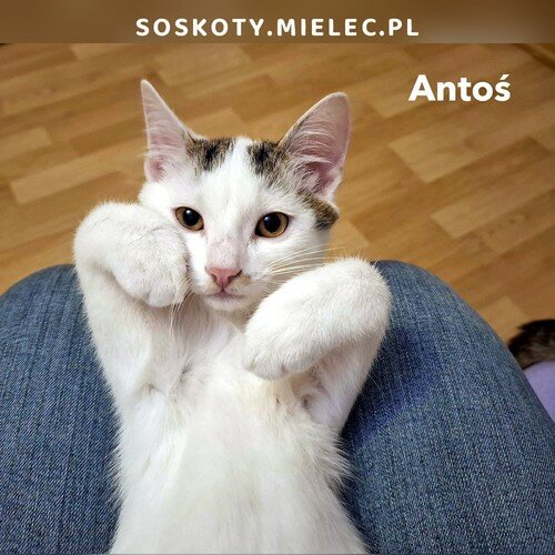 Antoś