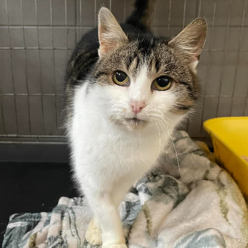 Koty ze schroniska do adopcji A130