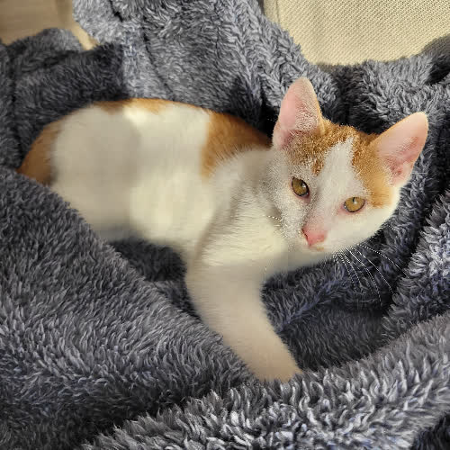 Koty ze schroniska do adopcji Typek