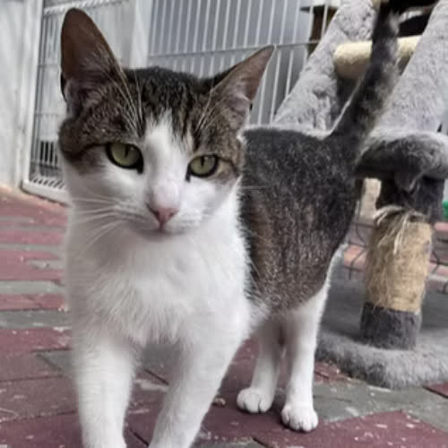 Koty ze schroniska do adopcji CEKIN