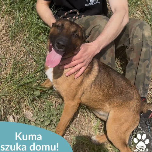 Kuma