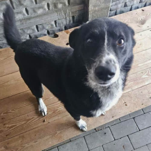 Psy ze schroniska do adopcji Dudek