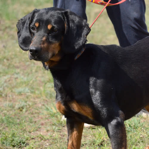 Psy ze schroniska do adopcji KOLENDRA
