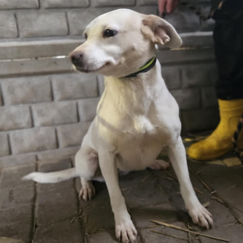 Cytrynka mix Labrador 